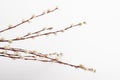 Willow branch with furry willow-catkins isolate on a lighte background. Spring concept, Palm Sunday concept