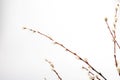 Willow branch with furry willow-catkins isolate on a lighte background. Spring concept, Palm Sunday concept