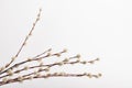 Willow branch with furry willow-catkins isolate on a lighte background. Spring concept, Palm Sunday concept