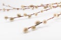 Willow branch with furry willow-catkins isolate on a lighte background. Spring concept, Palm Sunday concept