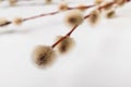 Willow branch with furry willow-catkins isolate on a lighte background. Spring concept, Palm Sunday concept