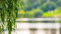 Willow branch with green leaves hangs over the river water Royalty Free Stock Photo