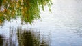 Willow branch with green and yellow  leaves above river water surface Royalty Free Stock Photo