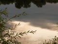 Willow branch with leaves in the evening over the water Royalty Free Stock Photo