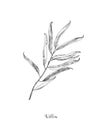 Willow branch line art vector on white background. Willow leaf Botanical Illustration. willow leaf vector illustration