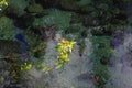 Willow branch over a creek with clear water Royalty Free Stock Photo