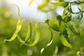 Willow branch  Salix matsudana Tortuosa  with green leaves. Royalty Free Stock Photo