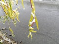 A willow branch on the street is covered with snow along with leaves. The willow is covered with snow Royalty Free Stock Photo