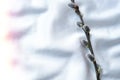 Willow branch on white silk fabric background . Brunch of the blossoming pussywillow on early spring