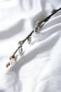 Willow branch on white silk fabric background . Brunch of the blossoming pussywillow on early spring