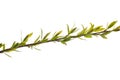 Willow branch with young green leaves on a white background Royalty Free Stock Photo