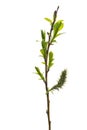 Willow branch with young green leaves on a white background Royalty Free Stock Photo