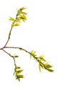 Willow branch with young green leaves on a white background Royalty Free Stock Photo