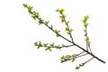 Willow branch with young green leaves on a white background Royalty Free Stock Photo