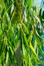 Willow branches close-up in a summer park. Royalty Free Stock Photo