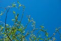 Willow branches against the blue sky. Green twisting living branches Royalty Free Stock Photo