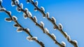 Willow branches against a sky Royalty Free Stock Photo