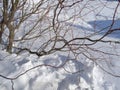 Willow branches on a background of snow and blue sky Royalty Free Stock Photo