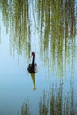 Willow branches and black swan Royalty Free Stock Photo