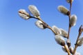 Willow branches Royalty Free Stock Photo