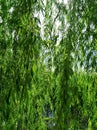 Willow branches. Through the branches of the willow you can see the sky and water. Jungle. Green thickets of willow Royalty Free Stock Photo