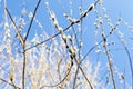 Willow branches