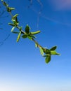 Willow branches with buds against the background of nature in early spring, blue sky. Willow branch with seals against