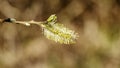 Willow branches with buds. Early spring forest blooms with willow tree flowers and bumblebee. Symbol of Easter. Flowering tree in Royalty Free Stock Photo