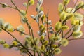 Willow branches with catkins