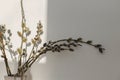 Willow branches close up in sunny light on white wall background. Happy Easter ! Simple stylish easter decor aesthetics. Space for