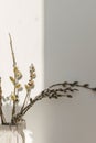 Willow branches close up in sunny light on white wall background. Happy Easter ! Simple stylish easter decor aesthetics. Space for