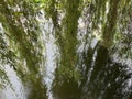 The willow branches dangle over the water's surface, resembling soft ribbons