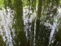 The willow branches dangle over the water's surface, resembling soft ribbons