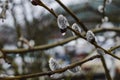 Willow branches in drops of water after a spring rain. Royalty Free Stock Photo