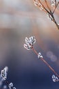 Willow branches fluffy blossomed in the spring Sunny Park on Easter clean morning Royalty Free Stock Photo