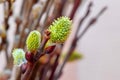 Willow branches with fluffy catkins, spring background Royalty Free Stock Photo