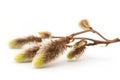Willow branches fluffy catkins. Generate Ai Royalty Free Stock Photo