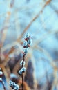 Willow branches fluffy in dew drops blossomed in the spring Park on Easter clean morning after a warm rain Royalty Free Stock Photo