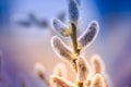 Willow branches with fluffy pussy-willow buds Royalty Free Stock Photo