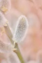 Fluffy yellow grey catkins willow Royalty Free Stock Photo