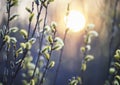 willow branches with fluffy yellow buds blossomed in spring warm day on the background of sunset