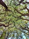 The willow branches form a pattern and texture against sky.