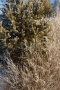 Willow branches in frost close-up