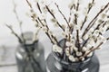 Willow branches in glass vases on a wooden gray table-top. selective focus