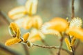 Willow branches on the nature Royalty Free Stock Photo