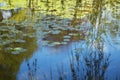 Willow Branches Over Lily Pad Covered Pond