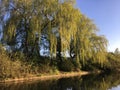 Willow branches over the water