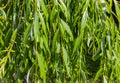 Willow branches after rain Royalty Free Stock Photo