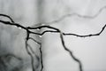 Willow branches in raindrops on gray natural background