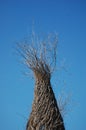 willow branches sculpture, witch hatch, castle, in sun set